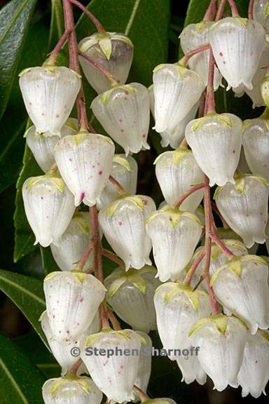 pieris japonica 4 graphic